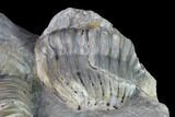 Translucent Struveaspis Trilobite - Jorf, Morocco #171558-8